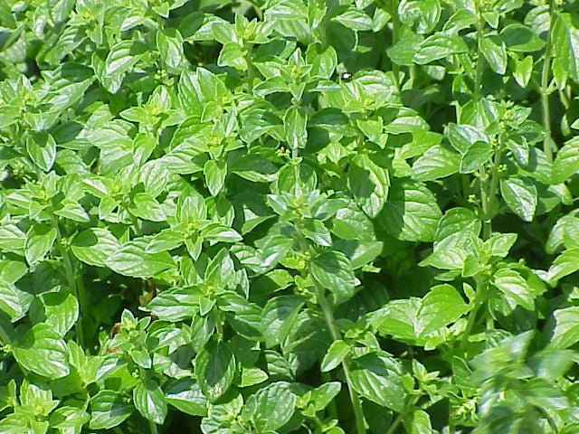 Calamintha nepeta nepeta