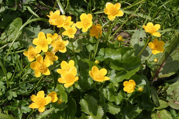 Caltha palustris