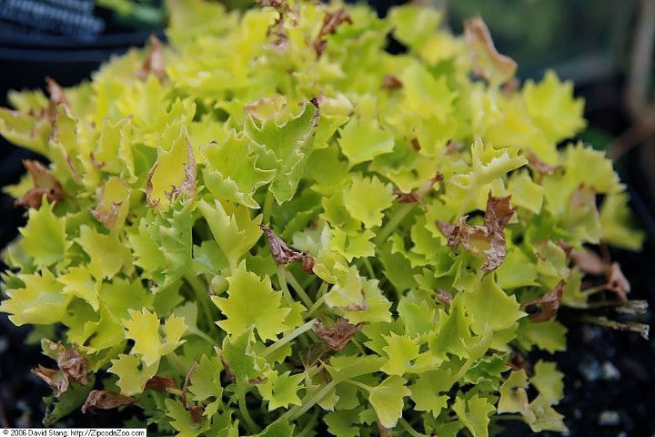 Campanula Dickson's Gold'
