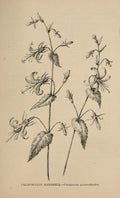Campanula Elizabeth'