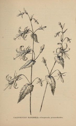 Campanula Elizabeth'