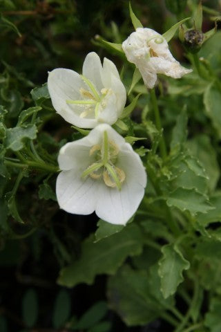 Campanula carpatica 'Alba