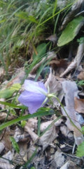 Campanula carpatica