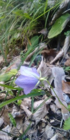 Campanula carpatica