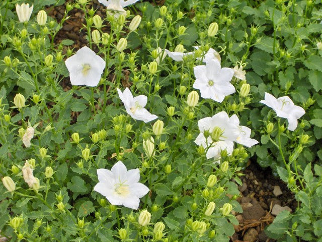 Campanula carpatica 'Weisse Clips'