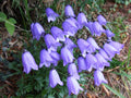 Campanula cochleariifolia