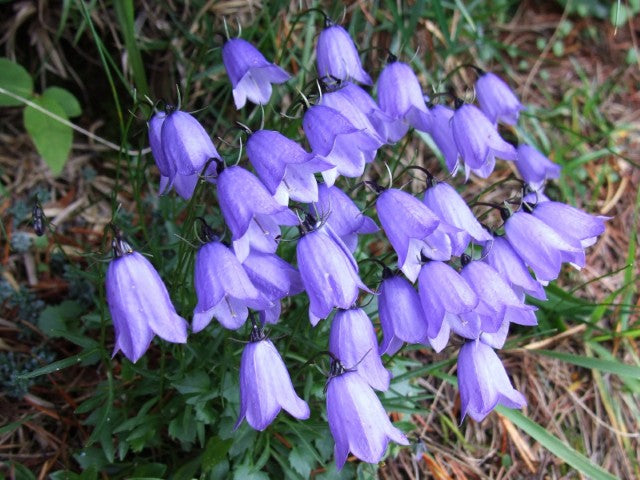 Campanula cochleariifolia