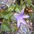 Campanula garganica