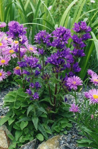Campanula glomerata 'Acaulis'