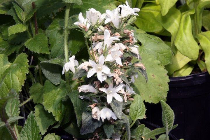 Campanula glomerata 'Alba'
