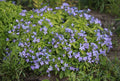Campanula lactiflora 'Pouffe',