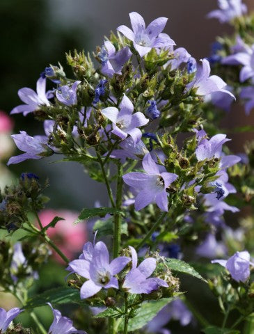 Campanula lactiflora 'Prichard's Variety'