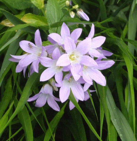 Campanula lactiflora 'Senior'