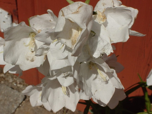 Campanula persicifolia 'Alba'