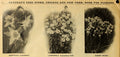 Campanula persicifolia 'Coerulea'