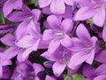Campanula portenschlagiana