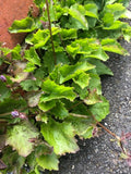 Campanula poscharskyana