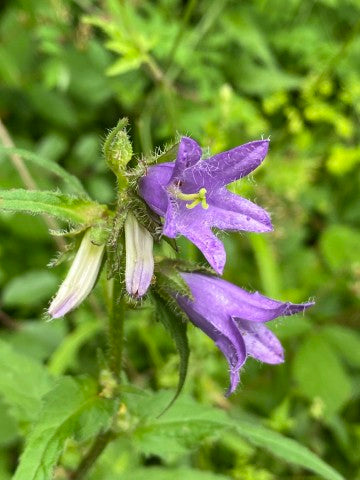 Campanula trachelium