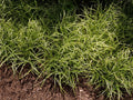 Carex Silver Sceptre'