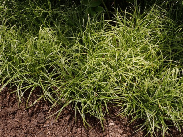 Carex Silver Sceptre'