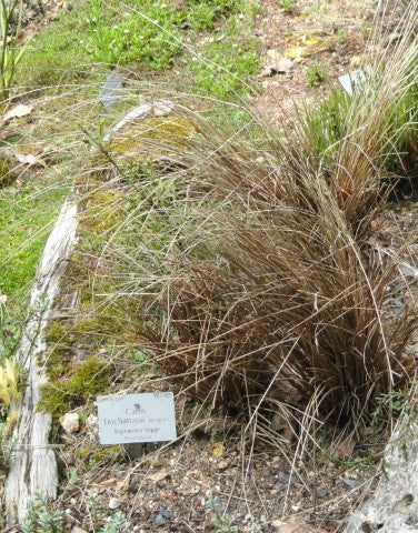 Carex buchananii
