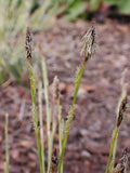Carex conica 'Snowline'