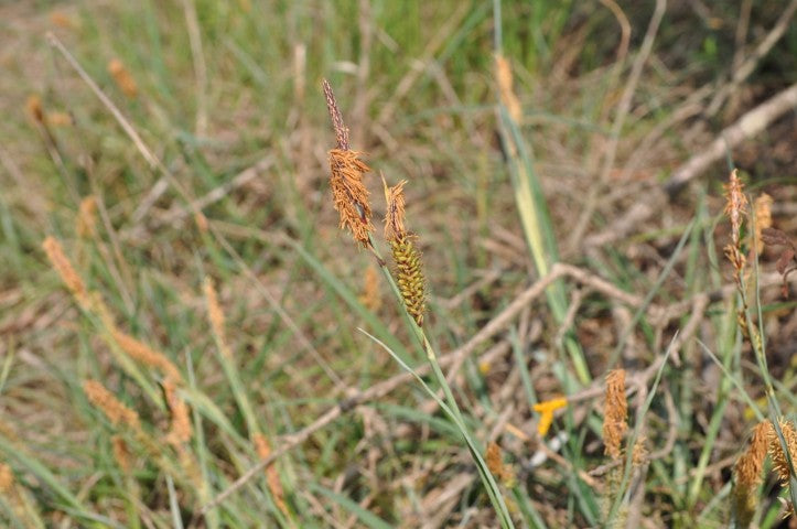 Carex flacca