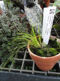 Carex flagellifera