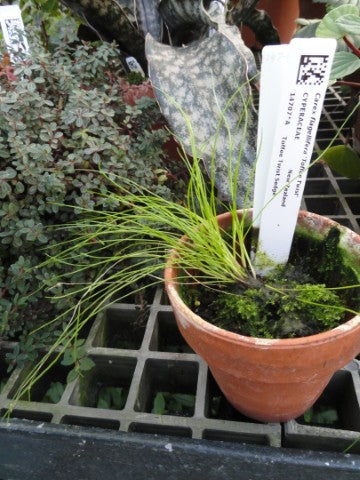Carex flagellifera