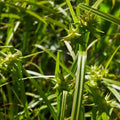 Carex grayi