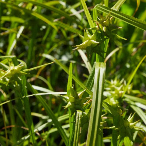 Carex grayi