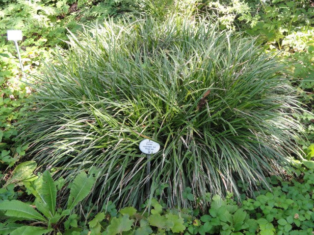 Carex morrowii