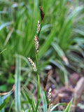 Carex morrowii 'Ice Dance'
