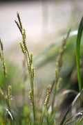 Carex morrowii 'Variegata'