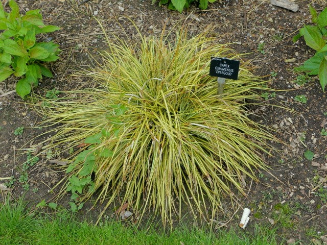 Carex oshimensis 'Evergold'