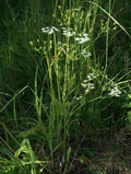 Carum carvi
