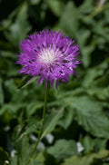 Centaurea dealbata