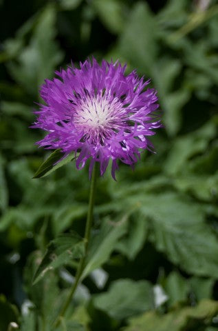 Centaurea dealbata