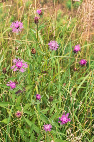 Centaurea jacea