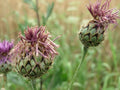 Centaurea scabiosa