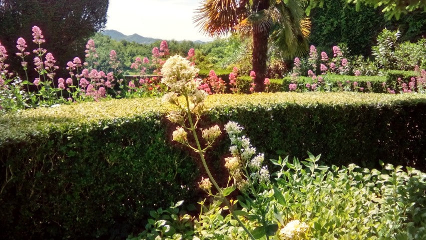 Centranthus ruber 'Albus'