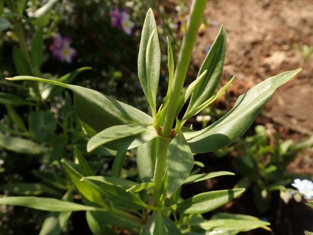 Centranthus ruber 'Coccineus'