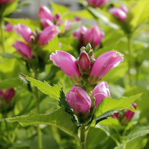 Chelone obliqua