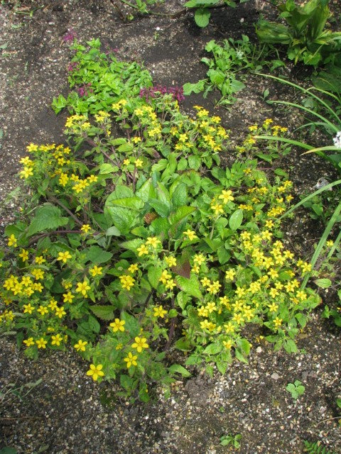 Chrysogonum virginianum