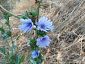 Cichorium intybus