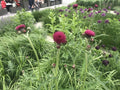 Cirsium rivulare 'Atropurpureum'