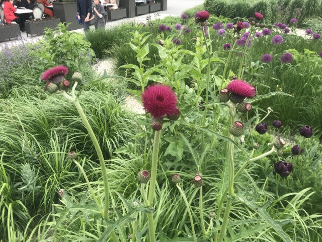 Cirsium rivulare 'Atropurpureum'