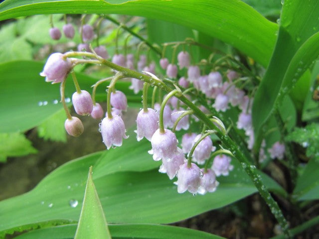 Convallaria majalis 'Rosea',