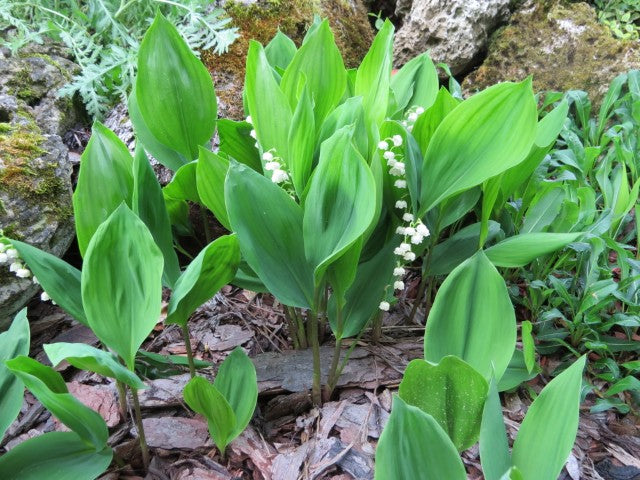 Convallaria majalis,