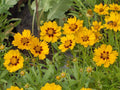 Coreopsis lanceolata 'Sterntaler'